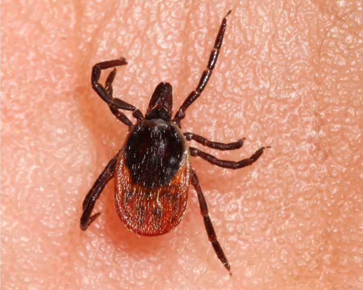 Lyme Study Uses Drug Discovery Methods That Have Fueled Cancer