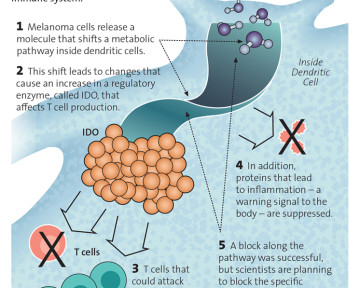 How melanoma evades the immune system