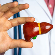 hand holding a model of a liver