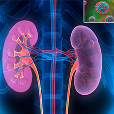 Graphic of kidneys with microscopic HIV image imposed