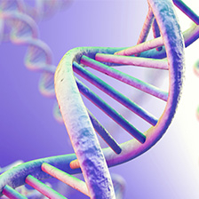 DNA Double Helix