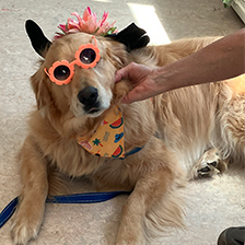 Pets at Duke Therapy Dogs