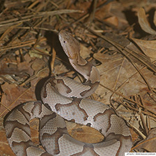 Copperhead snake in grass and sticks