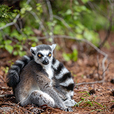 Black and white lemur with yellow eyes sitting in a forest setting.