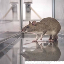Rat walks in a clinical setting