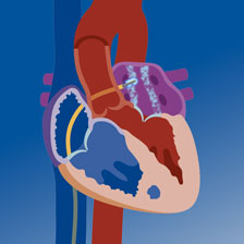animation of a heart