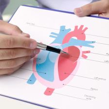 A doctor points at a drawing of the heart