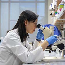 Dr. Katy Liu looks into a microscope in a lab setting.